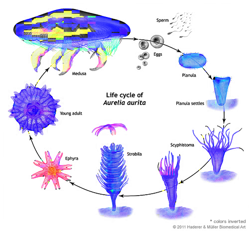 Lifecycle of the jellyfish Aurelia aurita