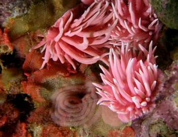 Image of a blob of rose nudibranches (I just learned a group of nudis is called a blob, so that is very exciting.) and their spiral egg sac on top of bryozoans