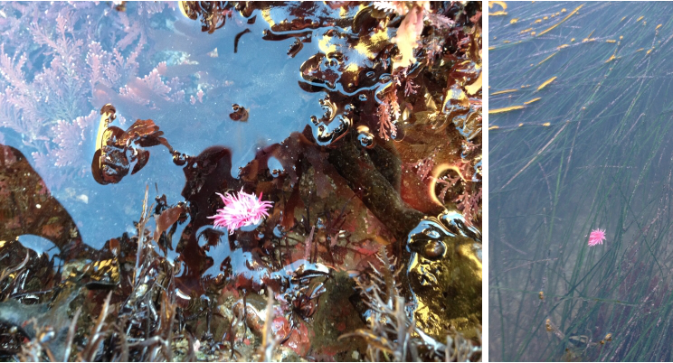 Two photos of O. rosacea looking adorable in their habitat, one on sea grass and another on rocks with algae