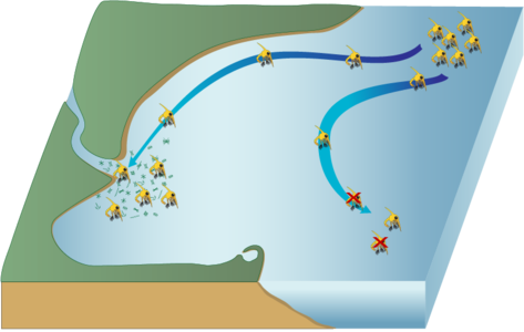 Graphic showing how larvae get swept in different areas due to currents