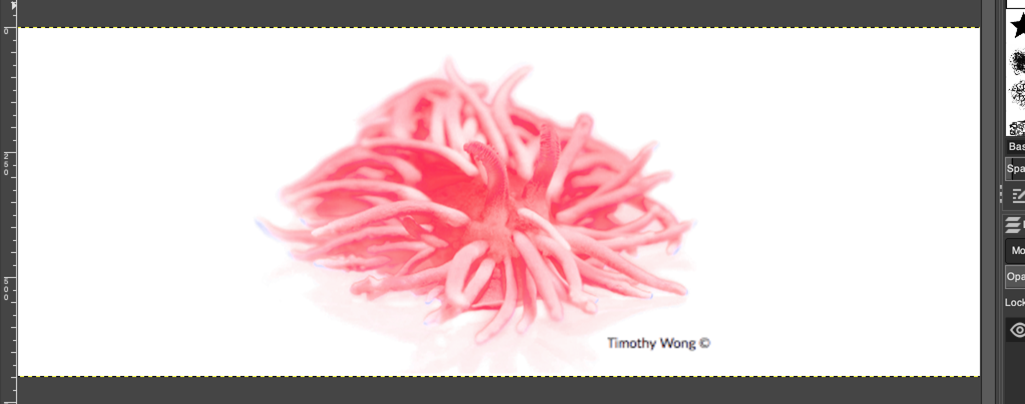 Photograph of a O. rosacea looking like a bright pink bowl of spaghetti