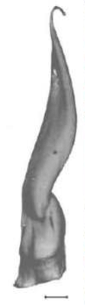 Hooked tooth of Okenia rosacea