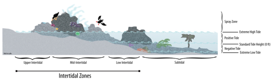 Graphic of the different intertidal zones of the ocean